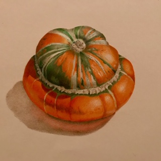 Turban Squash Marian Jackson MDA  Recorded Video